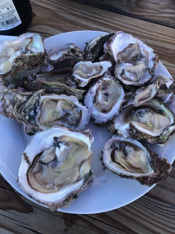 Fresh oysters
